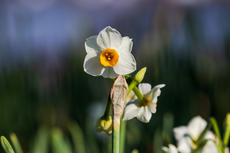 Cream Narcissus photo 2