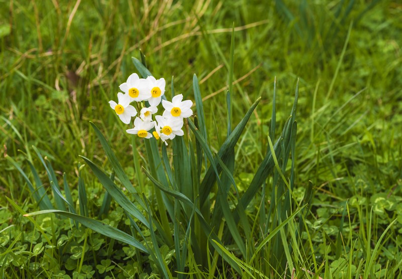 Cream Narcissus photo 3