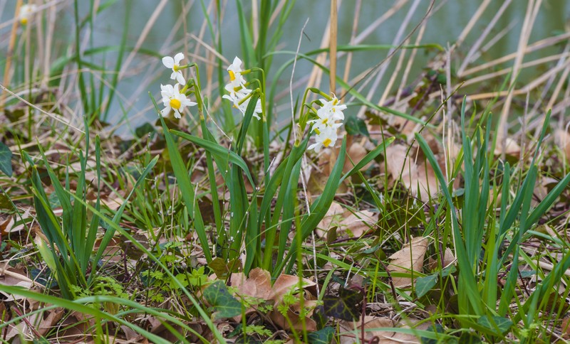 Cream Narcissus photo 4