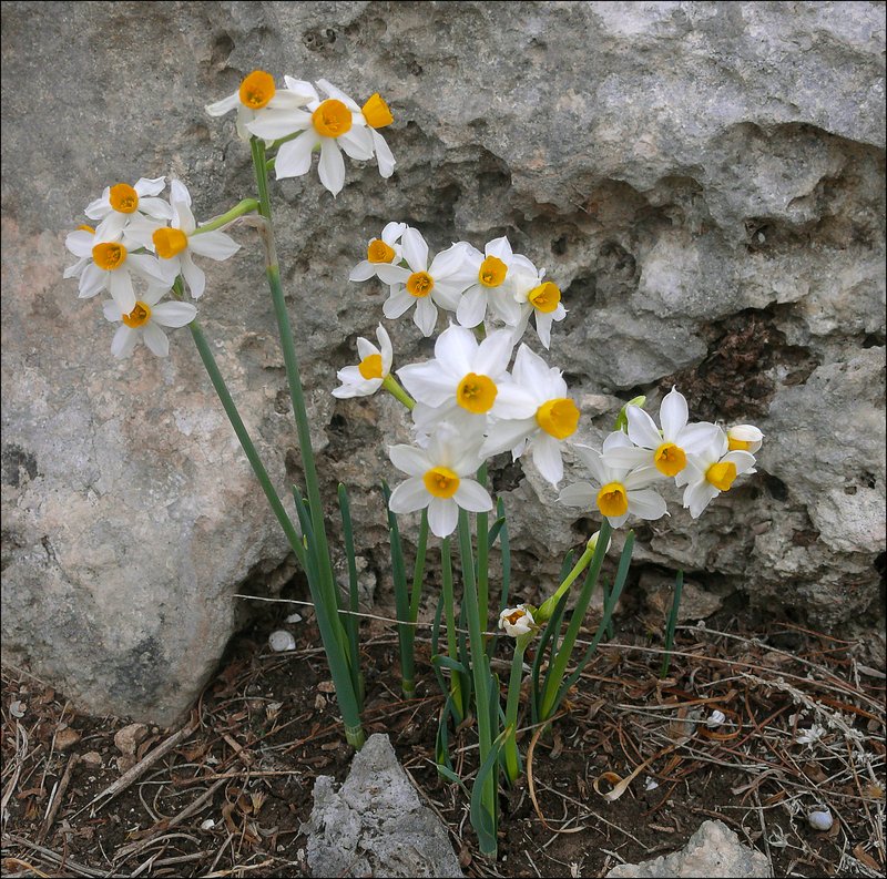 Cream Narcissus