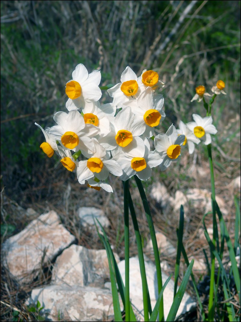 Cream Narcissus photo 5