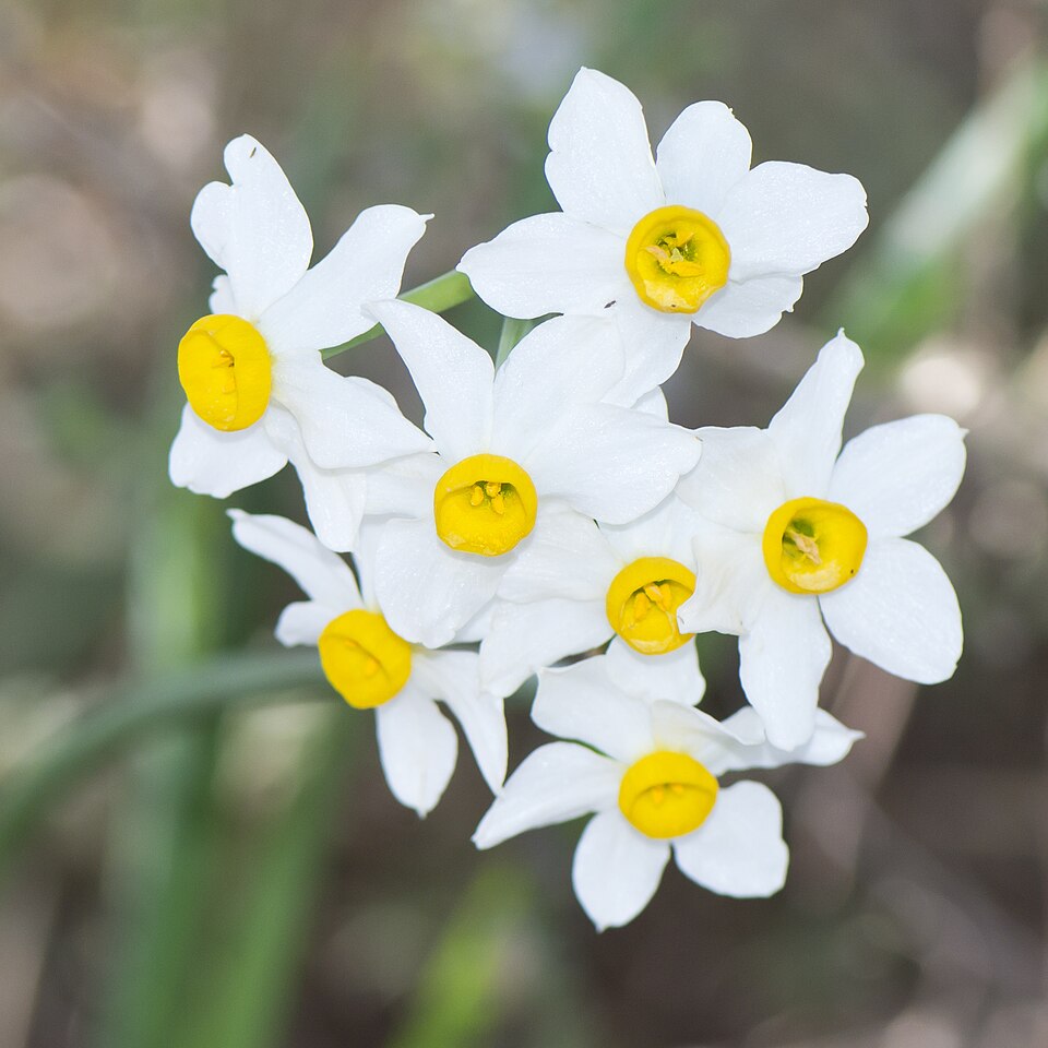 Cream Narcissus photo 6