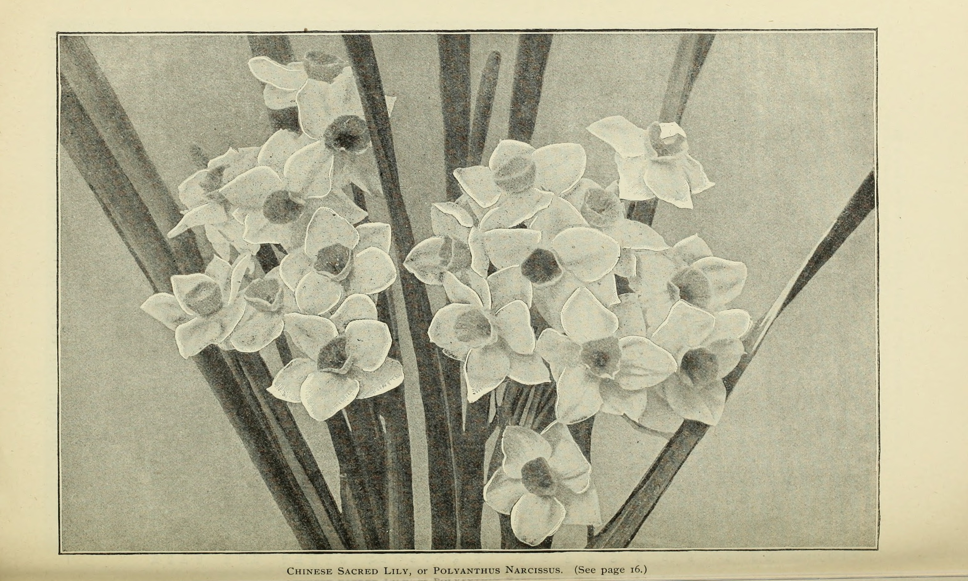 Cream Narcissus photo 7