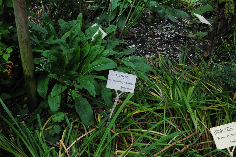 Cream Narcissus photo 8