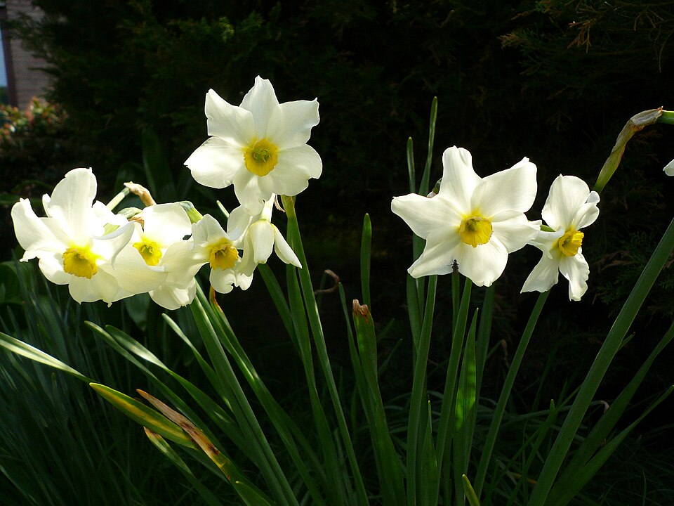Primrose Peerless