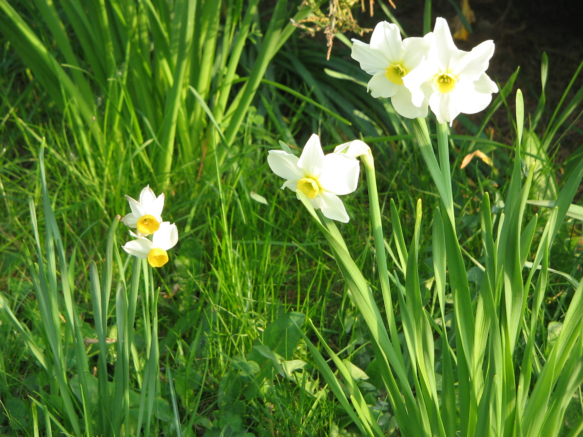 Primrose Peerless photo 7