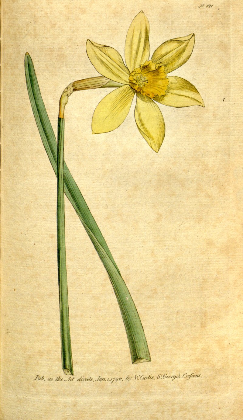 Nonesuch Daffodil