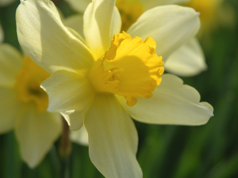 Nonesuch Daffodil photo 5