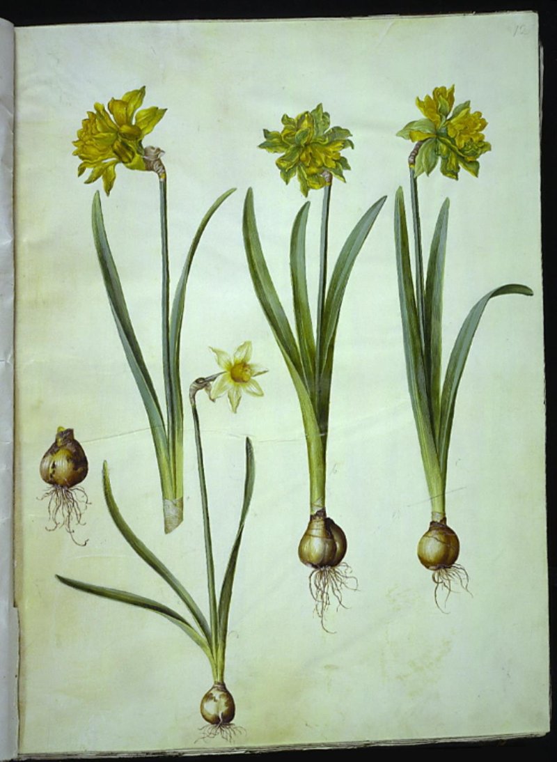 Nonesuch Daffodil photo 6