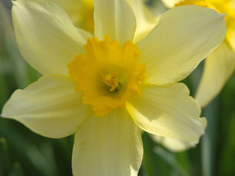 Nonesuch Daffodil photo 7