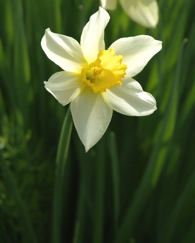 Nonesuch Daffodil photo 8