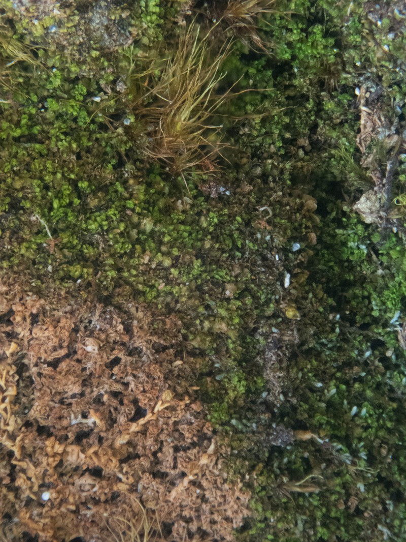 Nardia breidleri
