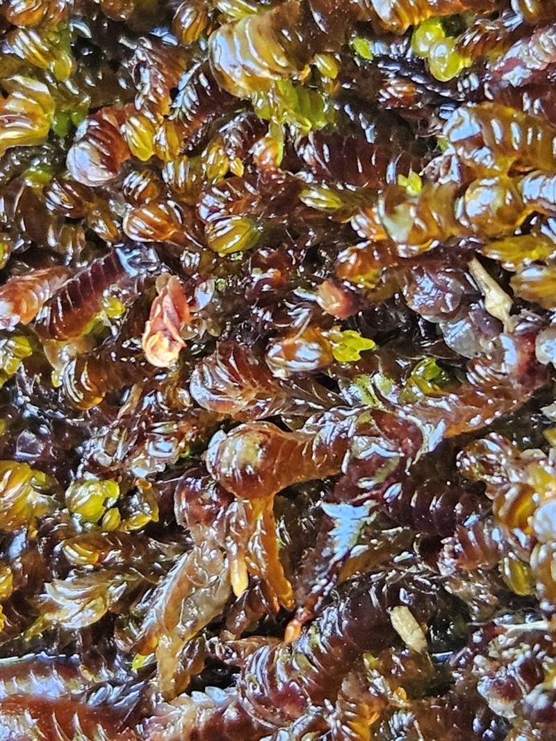 Nardia compressa photo 2