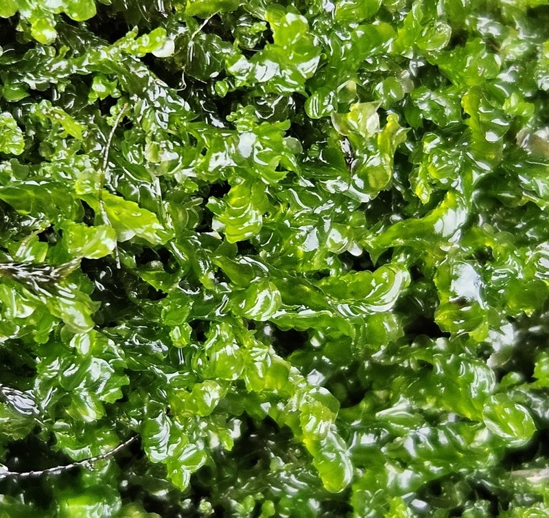 Nardia compressa photo 3