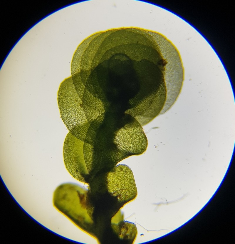 Nardia compressa photo 4