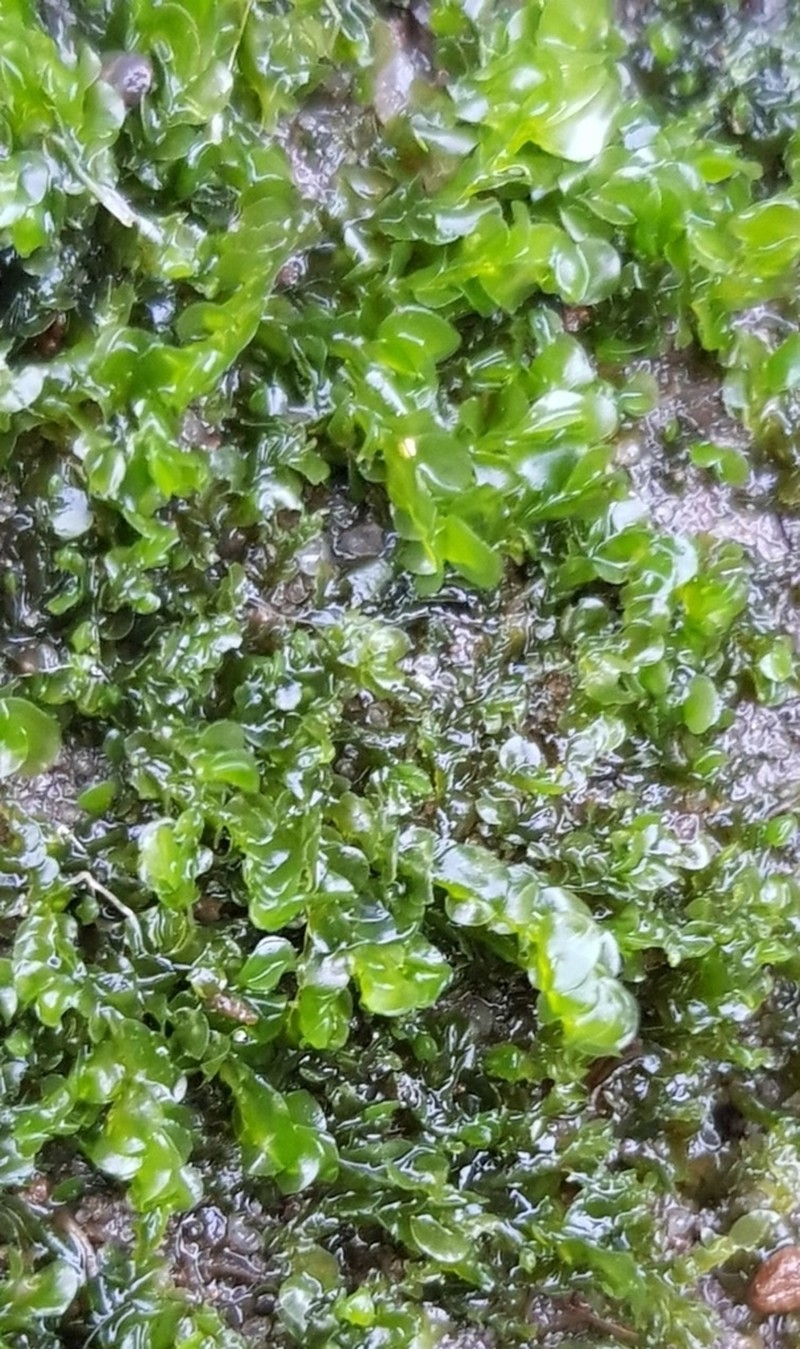 Nardia compressa photo 5