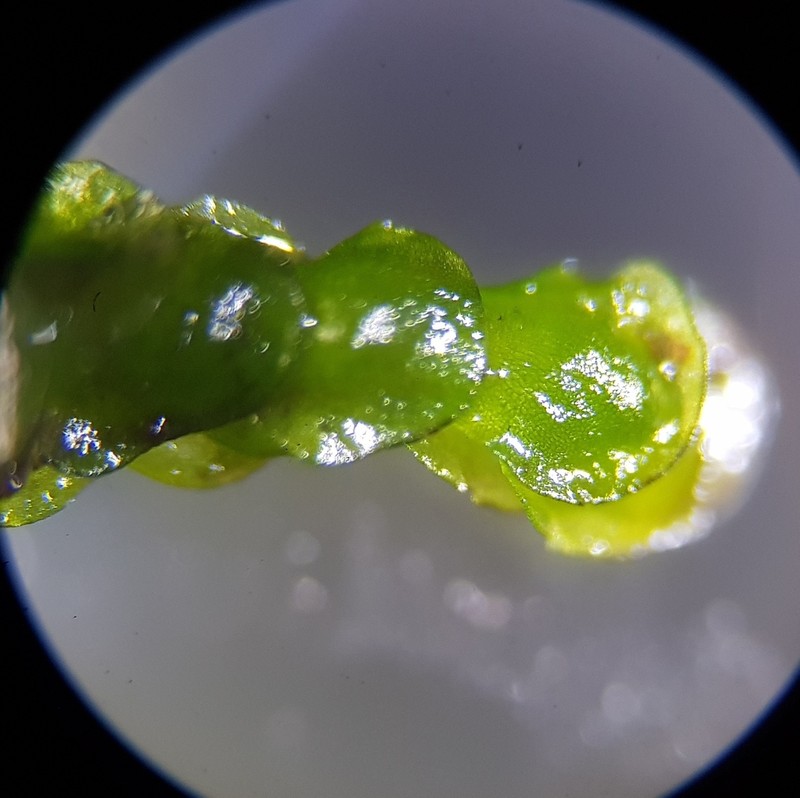 Nardia compressa photo 6