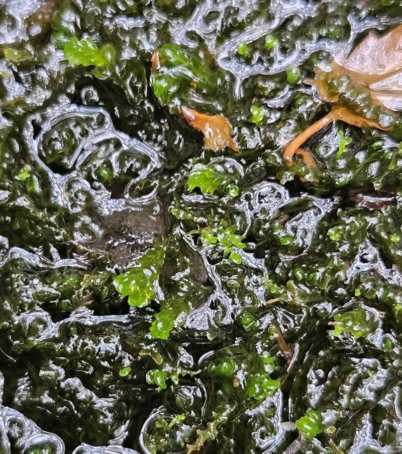 Nardia compressa photo 7