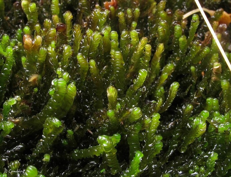 Nardia compressa photo 8