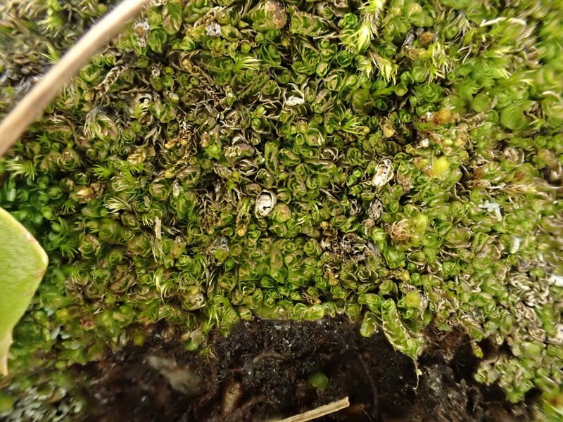Nardia geoscyphus