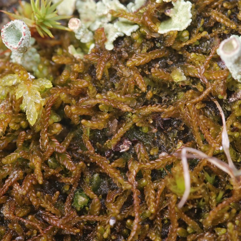 Nardia geoscyphus photo 2