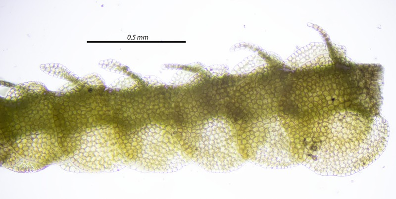 Nardia geoscyphus photo 3