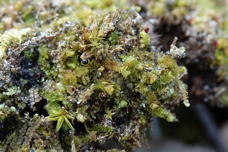 Nardia geoscyphus photo 4