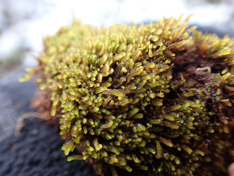 Nardia geoscyphus photo 5