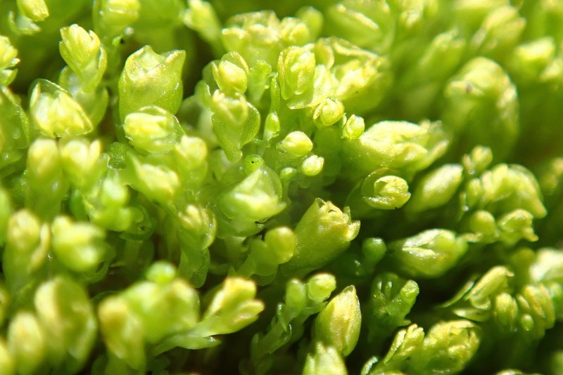 Nardia geoscyphus photo 6
