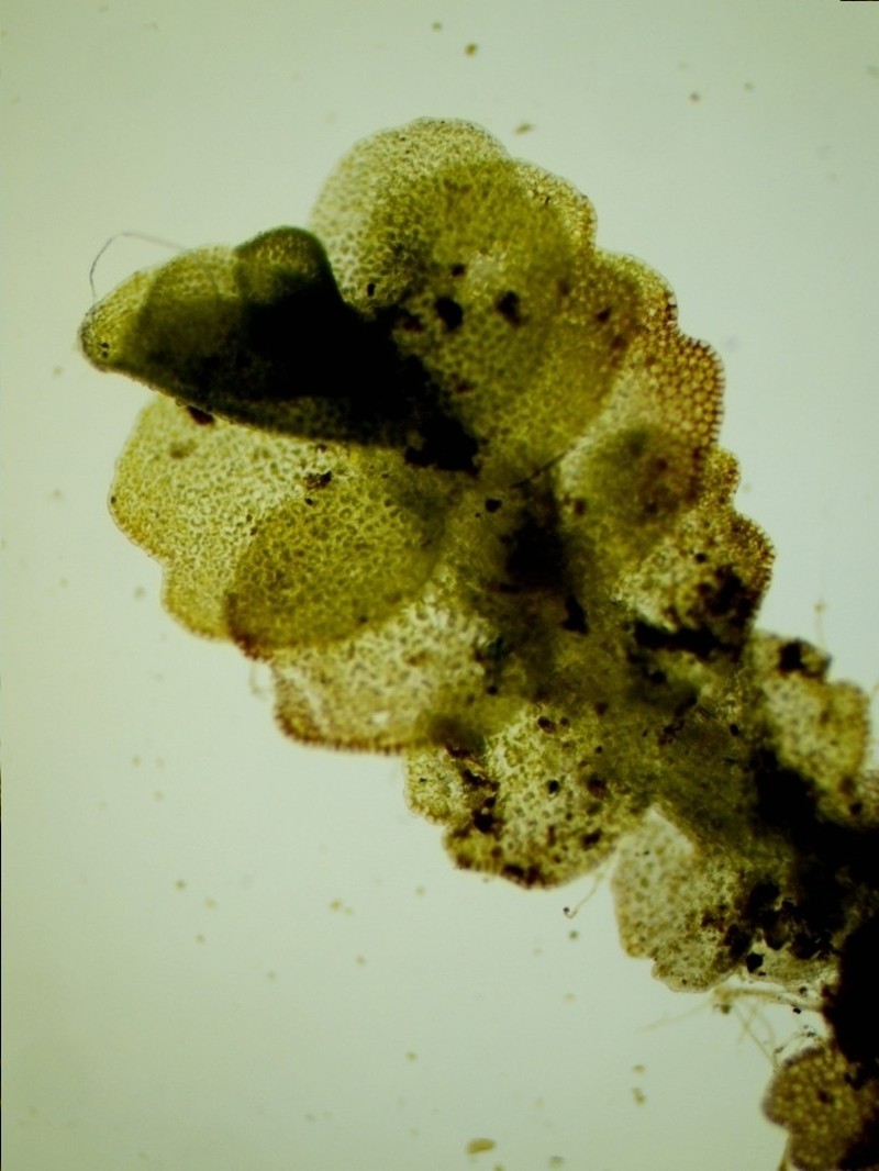 Nardia insecta