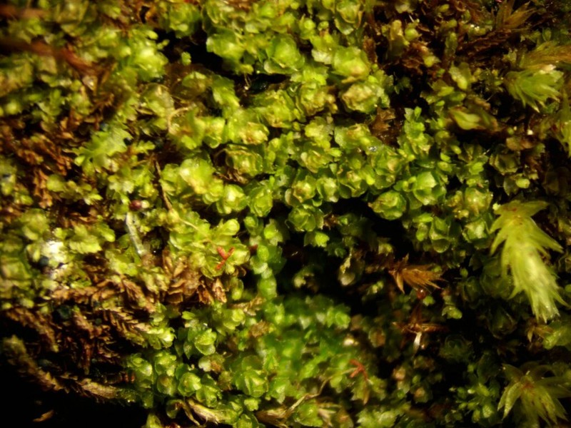 Nardia insecta photo 2