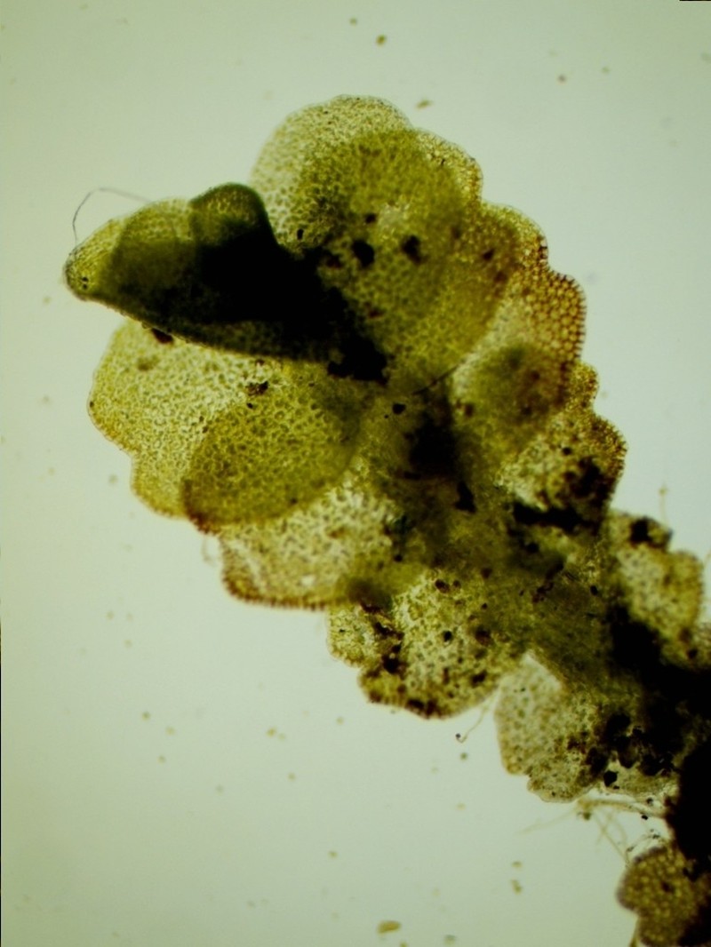 Nardia insecta photo 3