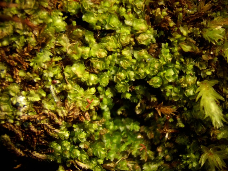 Nardia insecta photo 4