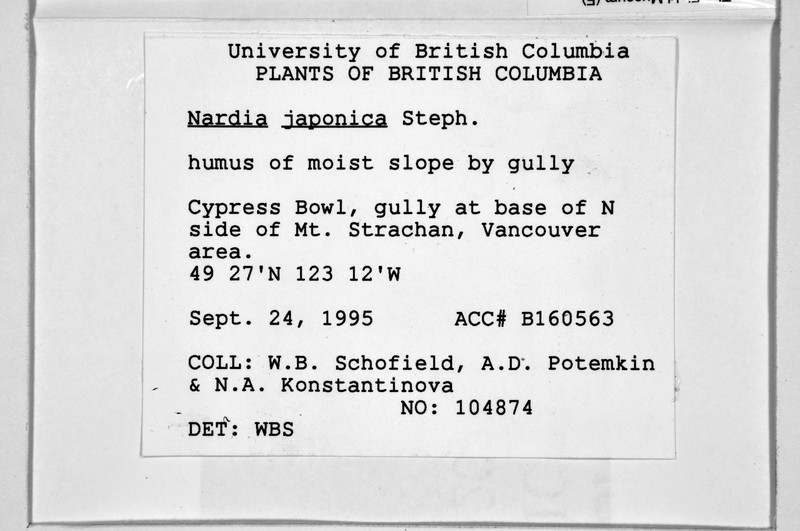 Nardia japonica photo 5