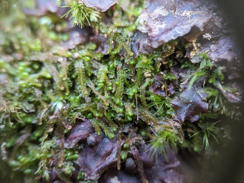 Nardia lescurii