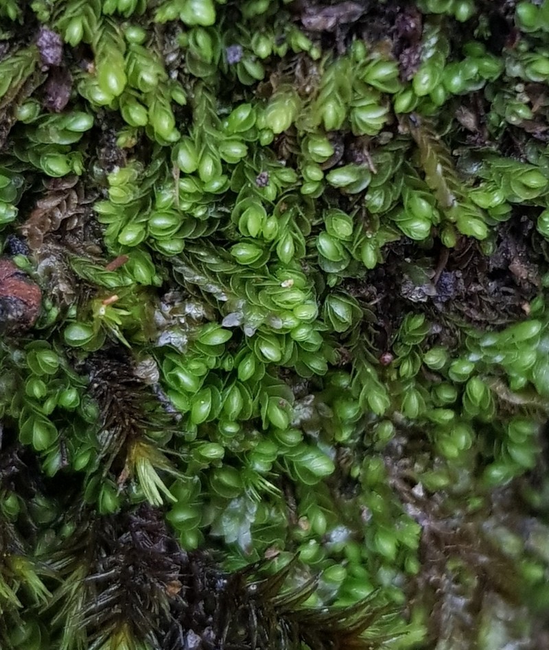 Nardia scalaris