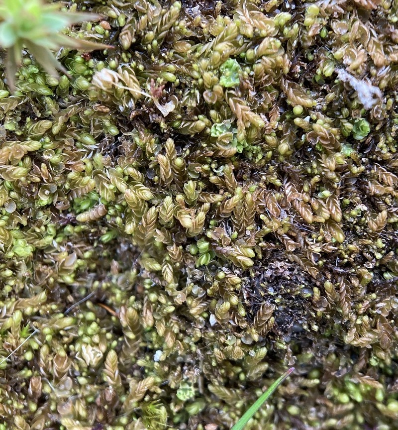 Nardia scalaris photo 2