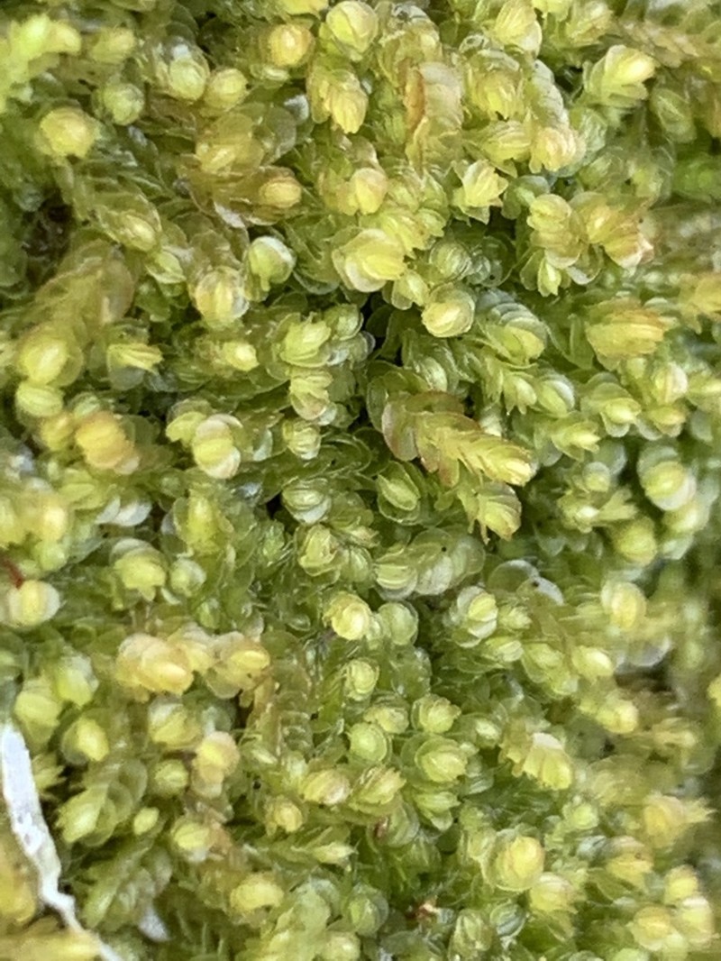 Nardia scalaris photo 3
