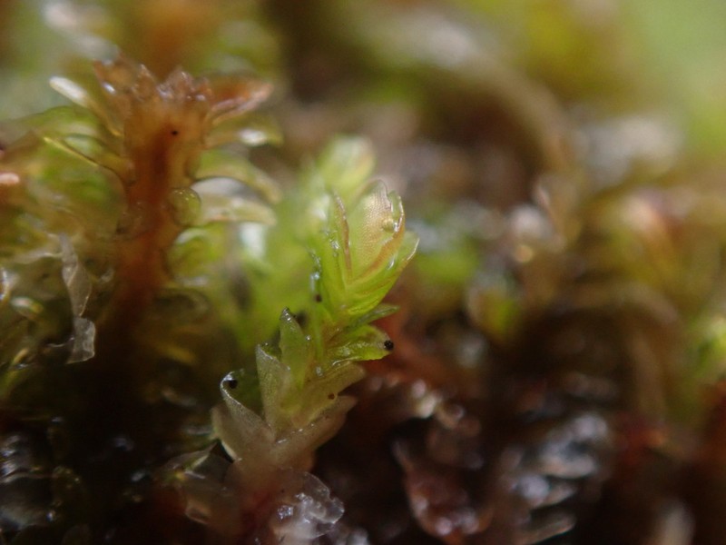 Nardia scalaris photo 4