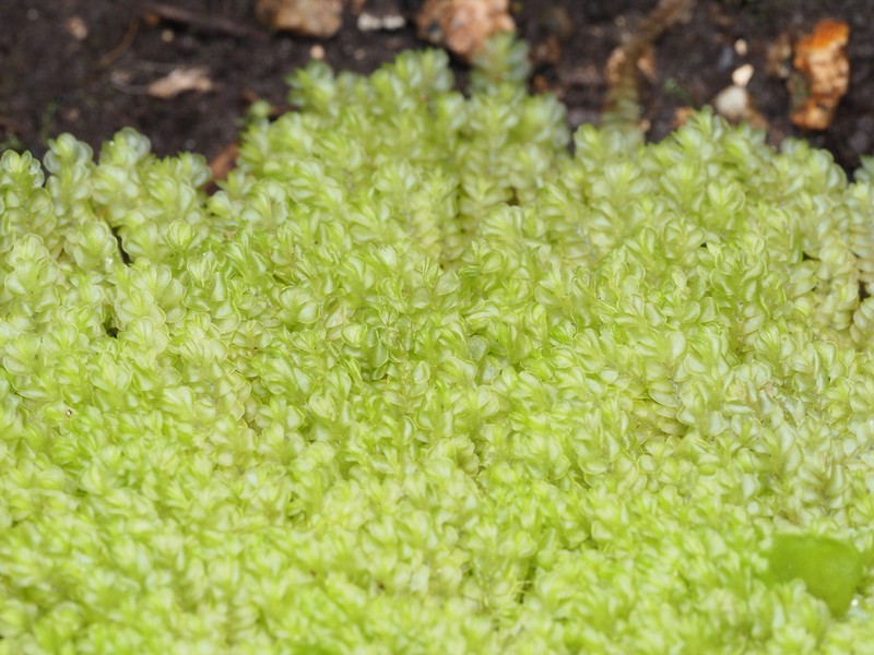 Nardia scalaris photo 5
