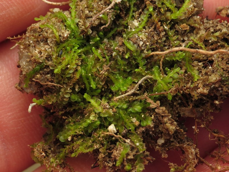 Nardia scalaris photo 6