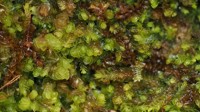 Nardia scalaris photo 7