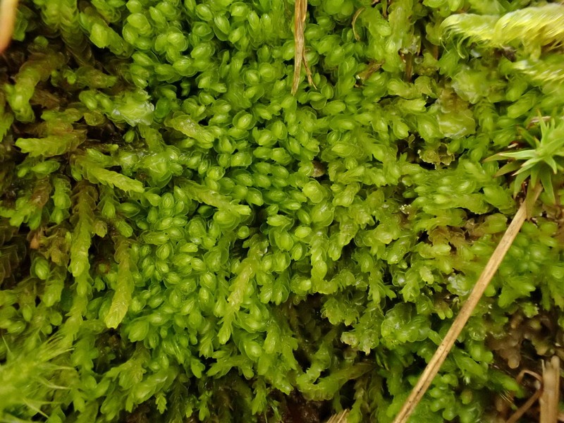 Nardia scalaris photo 8