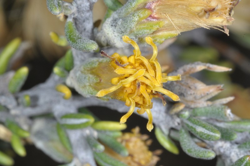 Nardophyllum armatum