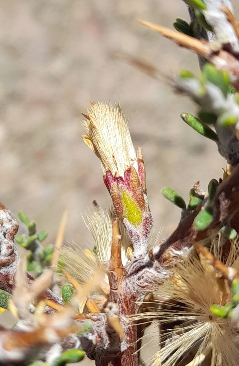 Nardophyllum armatum photo 4
