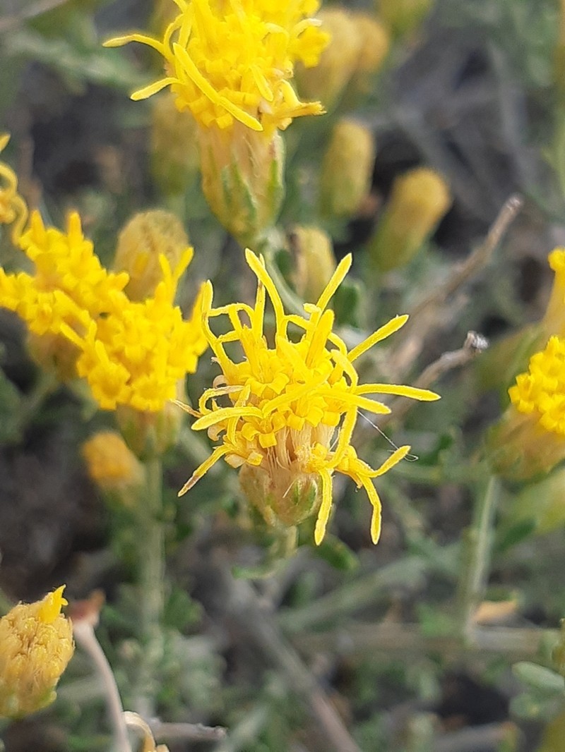 Nardophyllum chiliotrichoides photo 3