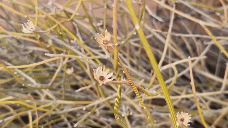 Nardophyllum deserticola photo 2