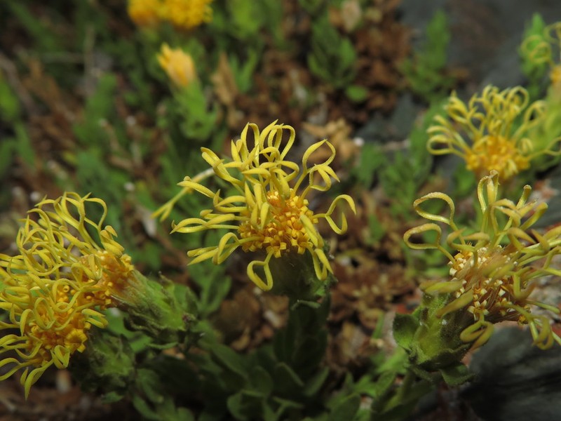 Nardophyllum genistoides