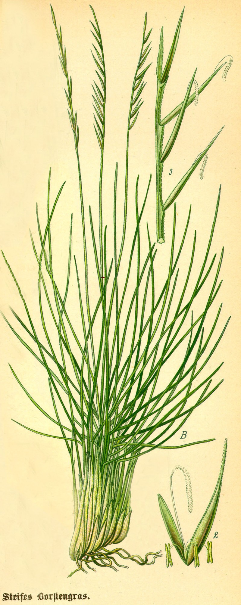 Matgrass photo 4