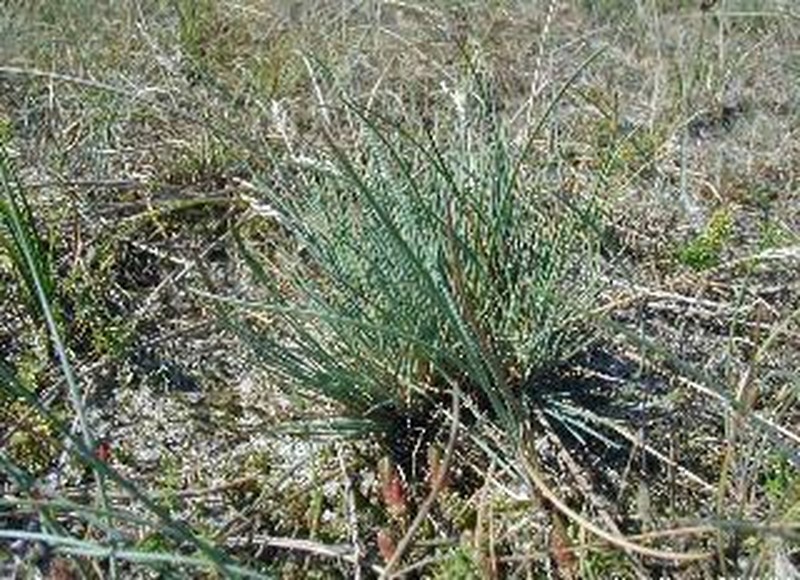 Matgrass photo 5